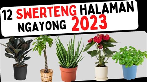 maswerteng kulay ng bahay 2023|2023 LUCKY PLANTS .
